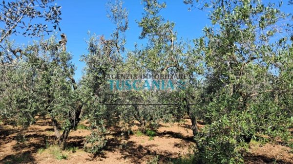 casa indipendente in vendita a Cecina
