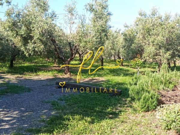 terreno agricolo in vendita a Cecina