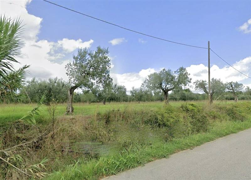 terreno agricolo in vendita a Cecina
