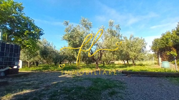 terreno agricolo in vendita a Cecina