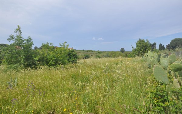 terreno agricolo in vendita a Cecina