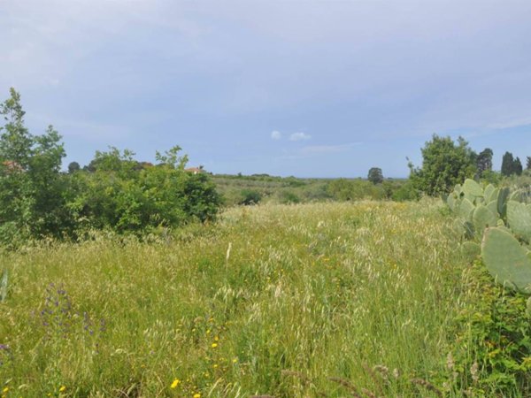 terreno agricolo in vendita a Cecina