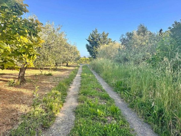 terreno agricolo in vendita a Cecina
