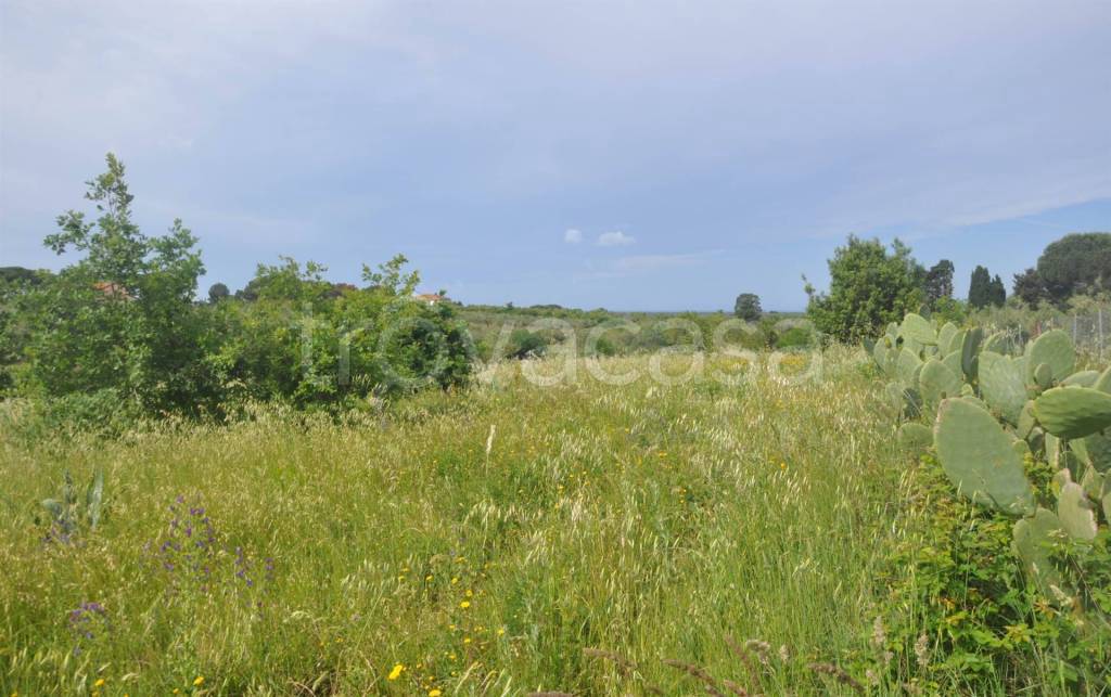terreno agricolo in vendita a Cecina