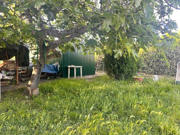 terreno agricolo in vendita a Cecina