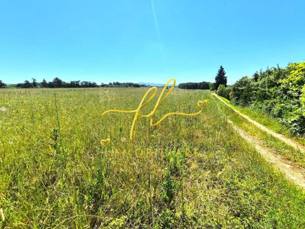 terreno agricolo in vendita a Cecina