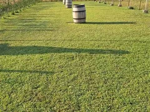 terreno agricolo in vendita a Cecina