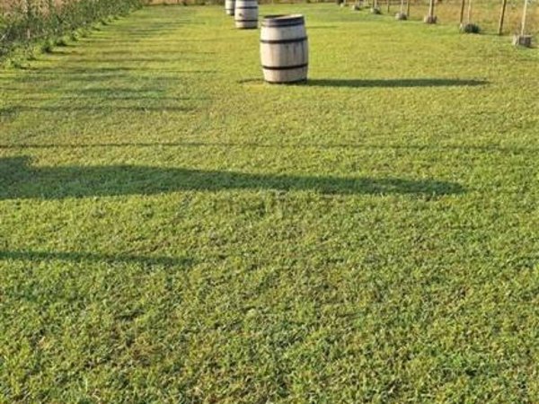 terreno agricolo in vendita a Cecina