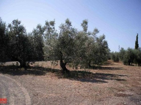 negozio in vendita a Cecina