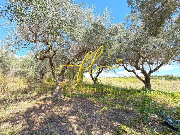 terreno agricolo in vendita a Cecina