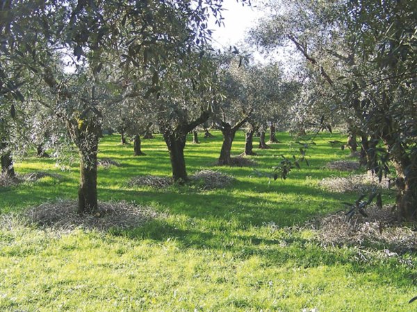 terreno agricolo in vendita a Cecina