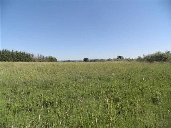 terreno agricolo in vendita a Cecina