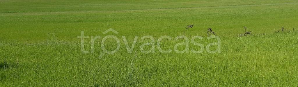 terreno agricolo in vendita a Collesalvetti