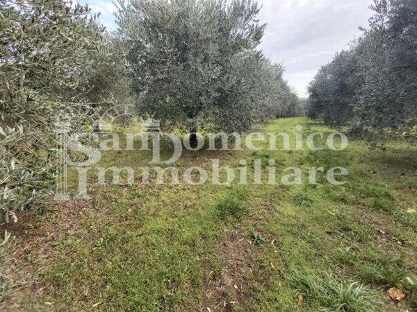 terreno agricolo in vendita a Collesalvetti in zona Vicarello