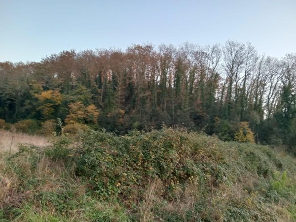 terreno agricolo in vendita a Collesalvetti