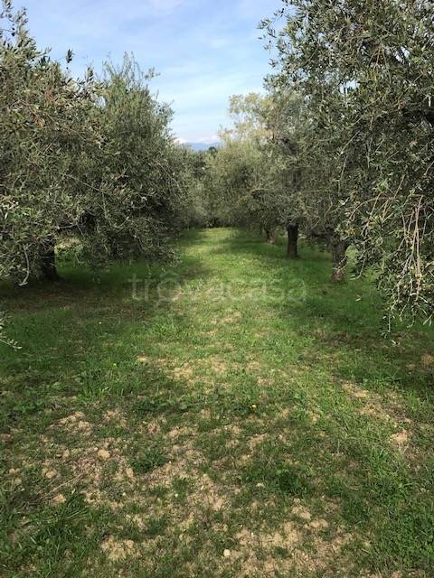 terreno agricolo in vendita a Collesalvetti in zona Castell'Anselmo