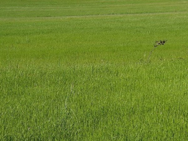 terreno agricolo in vendita a Collesalvetti