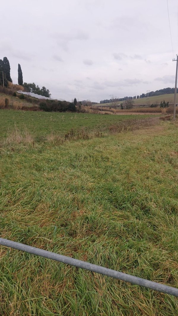 terreno agricolo in vendita a Collesalvetti
