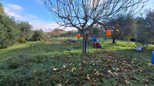 terreno agricolo in vendita a Collesalvetti