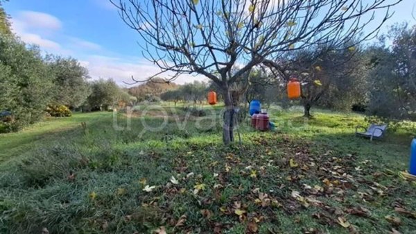 terreno agricolo in vendita a Collesalvetti
