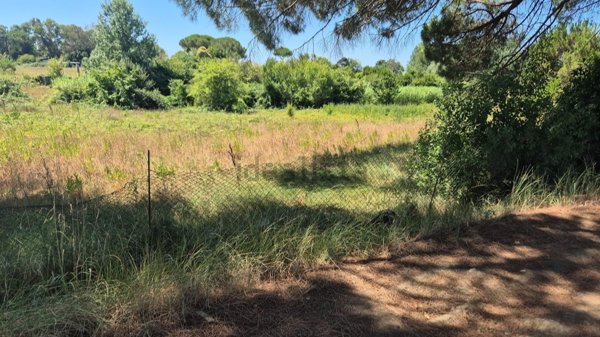 terreno agricolo in vendita a Collesalvetti