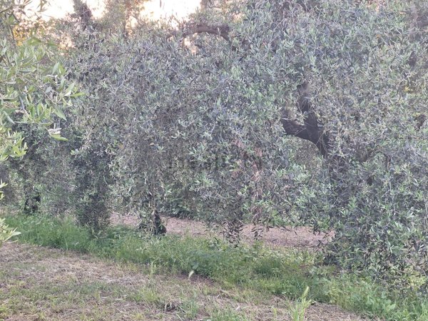 terreno agricolo in vendita a Collesalvetti
