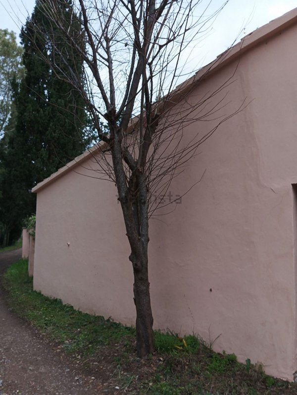 pentavano in vendita a Collesalvetti