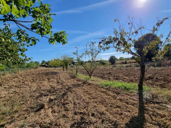 terreno agricolo in vendita a Collesalvetti