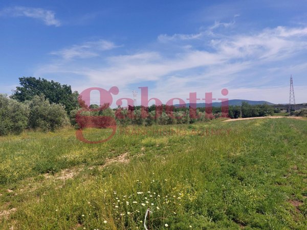 terreno agricolo in vendita a Collesalvetti