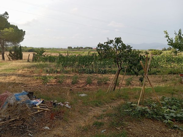 terreno agricolo in vendita a Collesalvetti