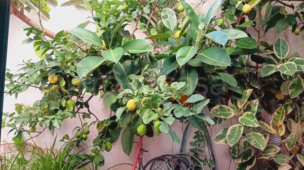 appartamento in vendita a Livorno in zona Ardenza