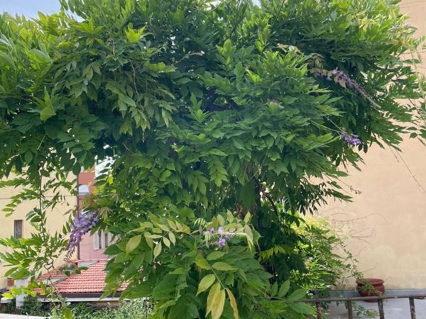 appartamento in vendita a Livorno in zona Ospedale
