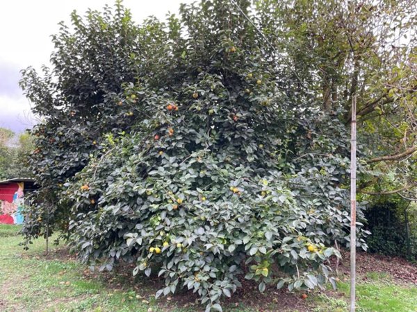 terreno agricolo in vendita a Livorno