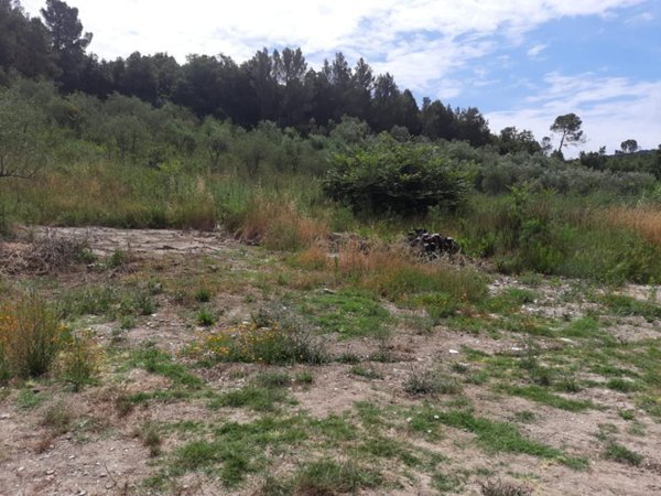 terreno agricolo in vendita a Livorno in zona Collinaia