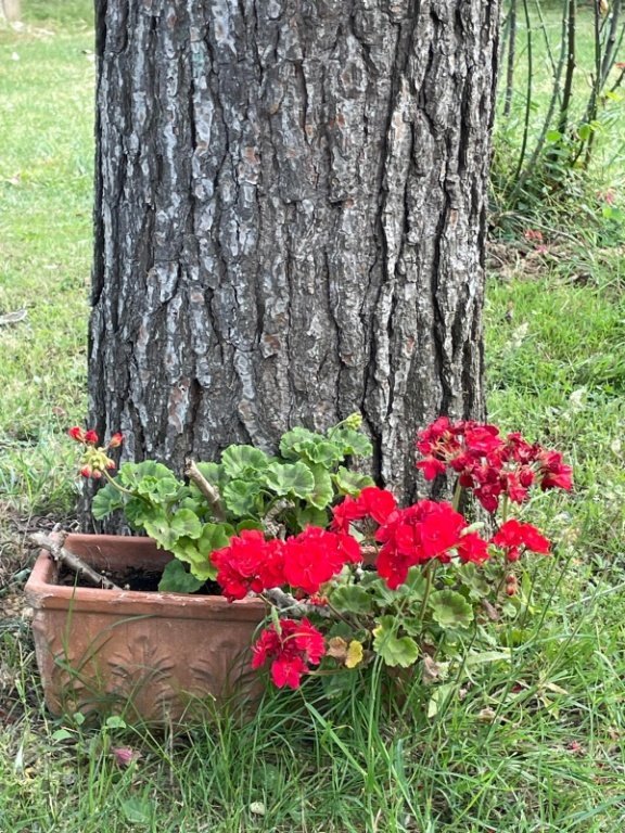 terreno agricolo in vendita a Livorno in zona La Leccia