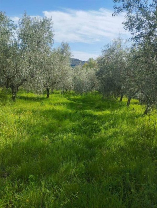 terreno agricolo in vendita a Livorno in zona Limoncino