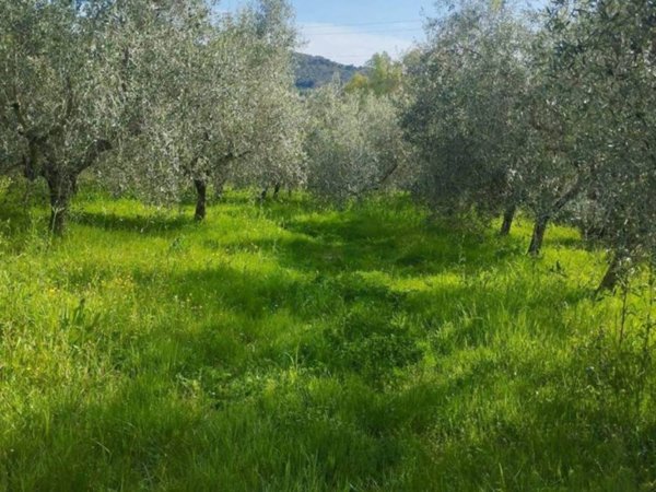 terreno agricolo in vendita a Livorno in zona Limoncino