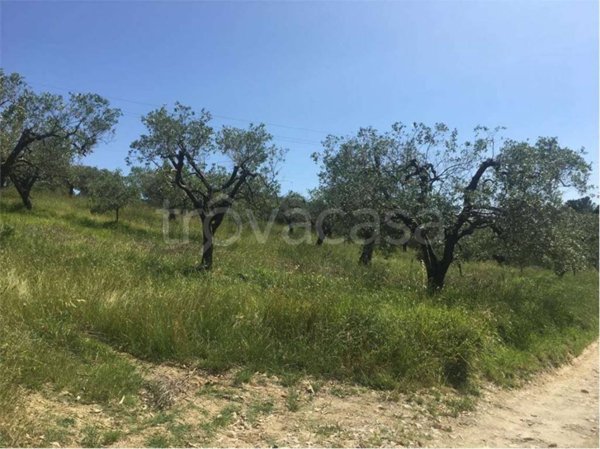 terreno agricolo in vendita a Livorno in zona Limoncino