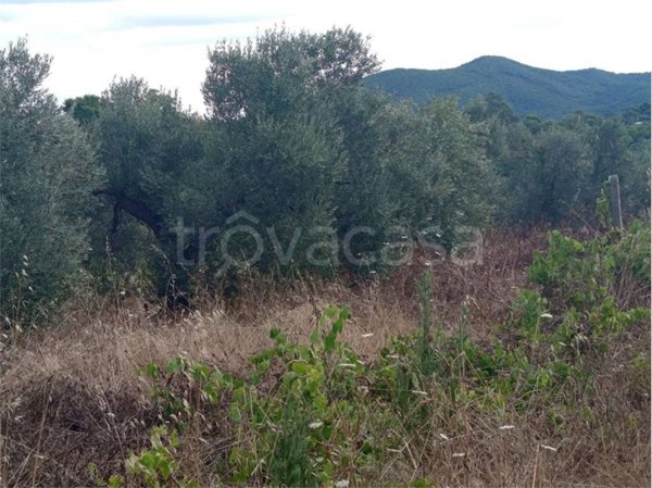 terreno agricolo in vendita a Livorno in zona La Leccia