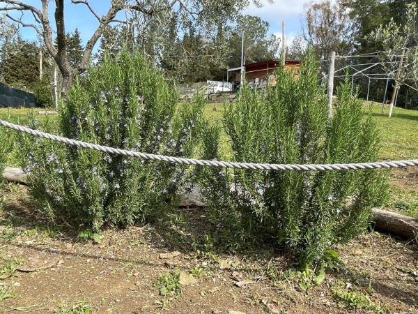 terreno agricolo in vendita a Livorno in zona Stillo