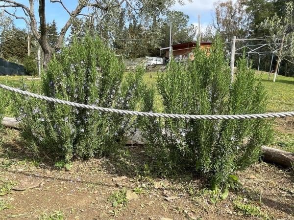 terreno agricolo in vendita a Livorno in zona Limoncino