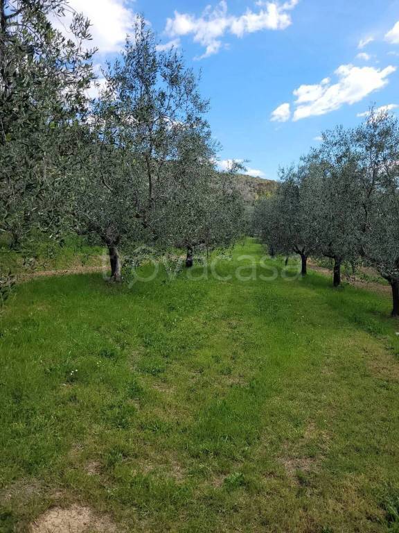 terreno agricolo in vendita a Livorno in zona Limoncino