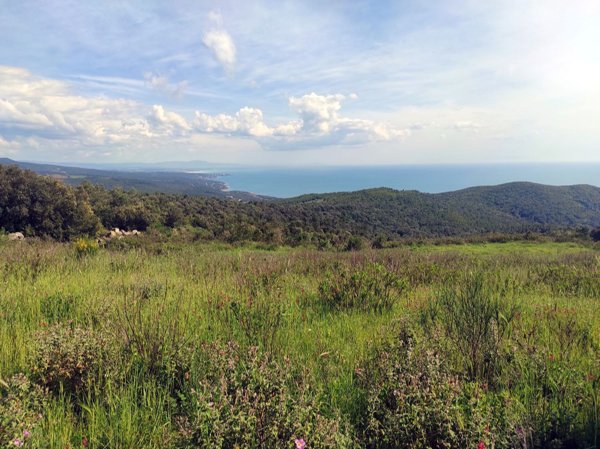 terreno agricolo in vendita a Livorno in zona Castellaccio