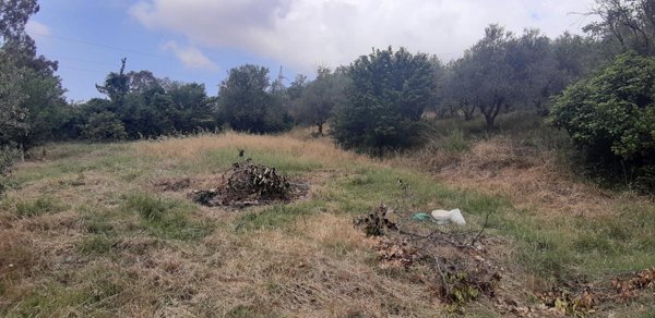 terreno agricolo in vendita a Livorno in zona Limoncino