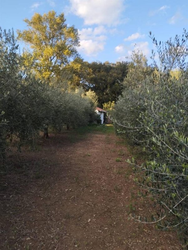 terreno agricolo in vendita a Livorno in zona Limoncino