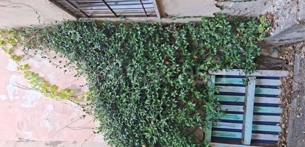 appartamento in vendita a Livorno in zona Stazione