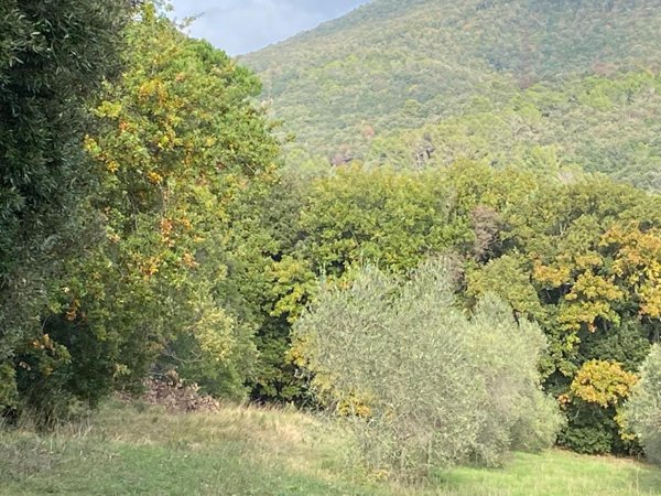 terreno agricolo in vendita a Livorno in zona Burchietto