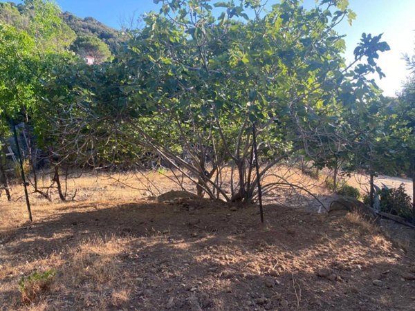 terreno agricolo in vendita a Marciana
