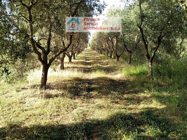 terreno agricolo in vendita a Piombino
