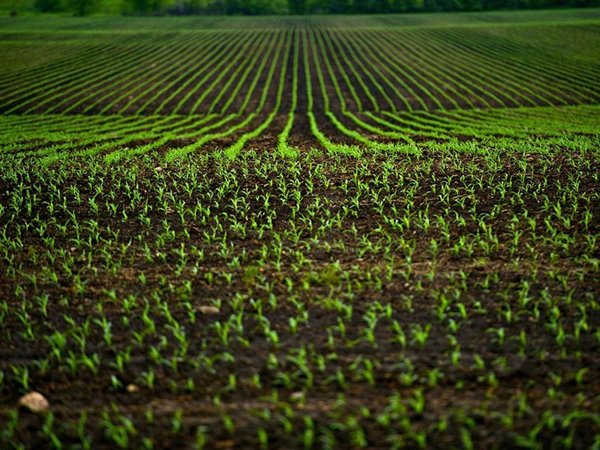 terreno agricolo in vendita a Piombino in zona Baratti